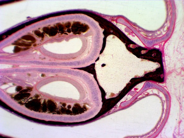 コールHE染色（鼻中隔）
