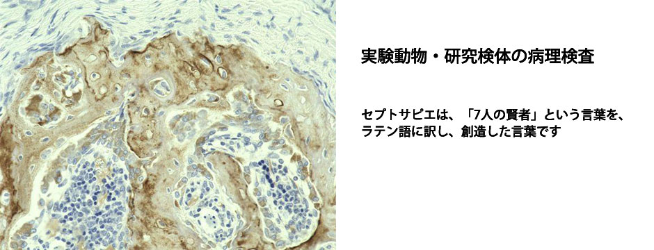 Osteocalcin染色