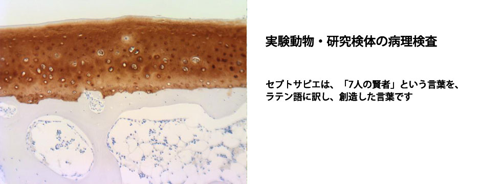 Collagen TypeⅡ染色