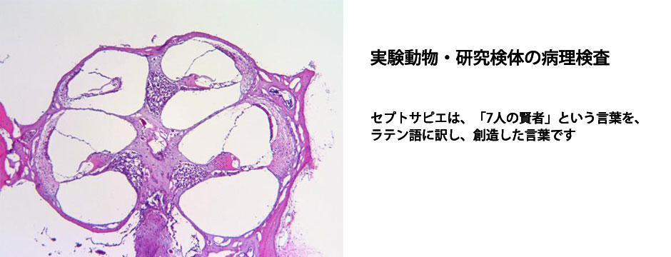 マウス蝸牛（凍結切片HE染色）